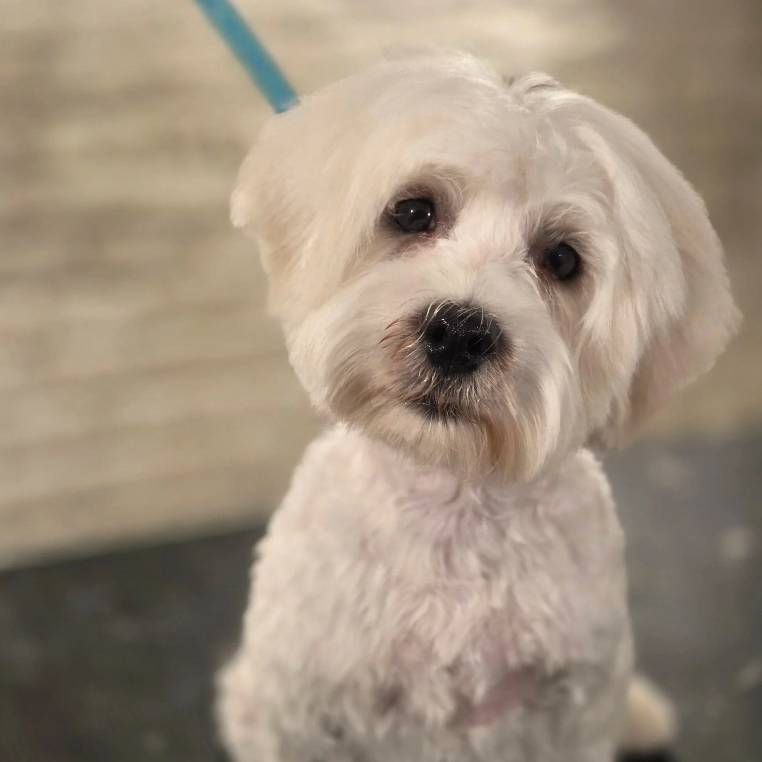 Mixed breed puppy full groom - East End dog Groomers in Plaistow, East London. Home based one-to-one dog grooming
