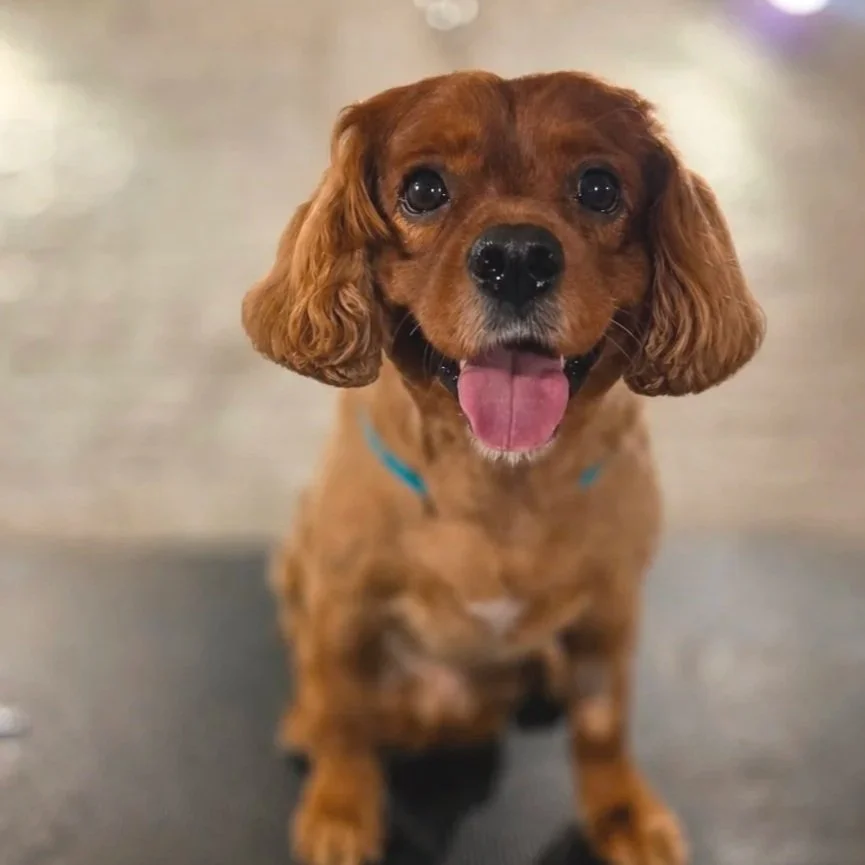 Cockapoo full groom East End dog Groomers in Plaistow, East London. Home based, one-to-one dog grooming