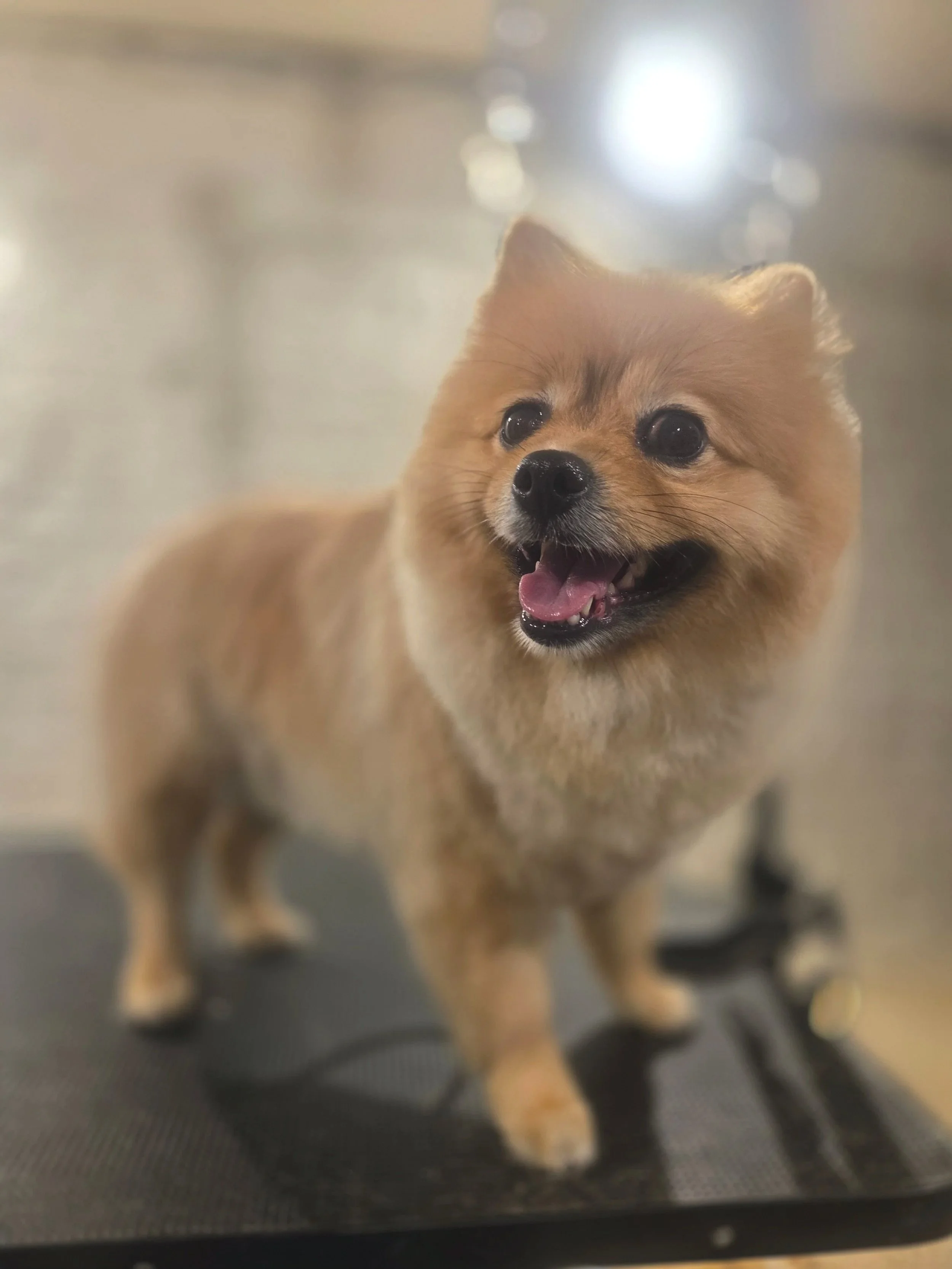 Pomeranian full groom