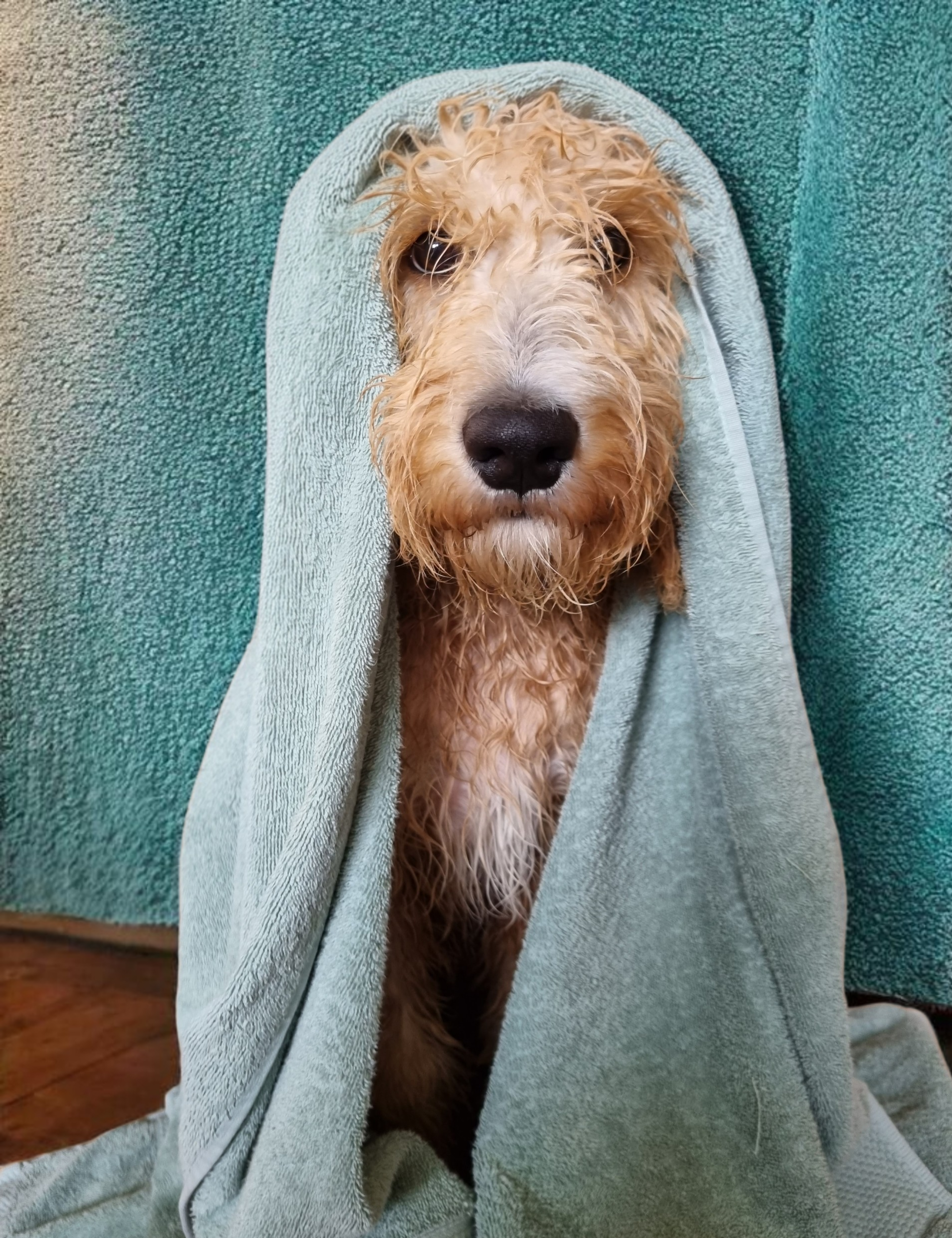 A wet, curly-haired dog with dark eyes and a black nose, wrapped in a gray towel, sitting on a teal carpet.