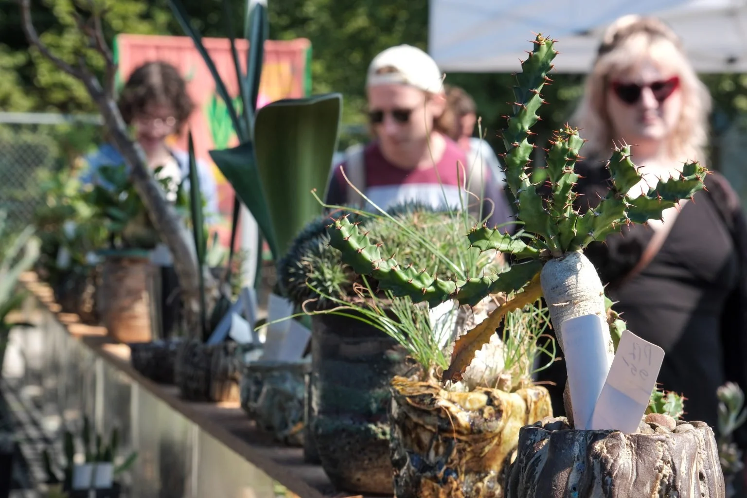 Cascade Cactus and Succulent Society Plant Sale