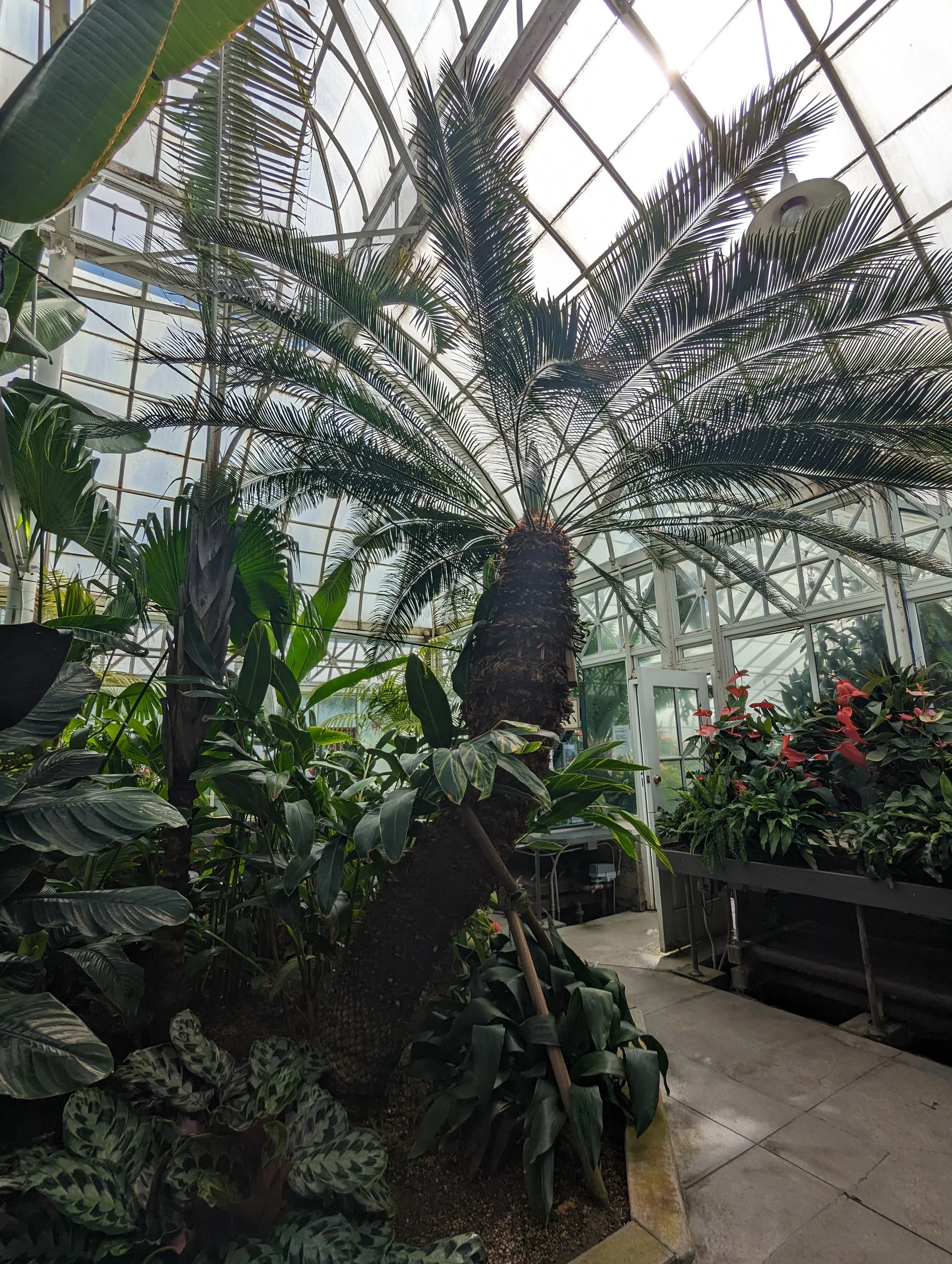 Friends of the Conservatory Annual Fall Plant Sale