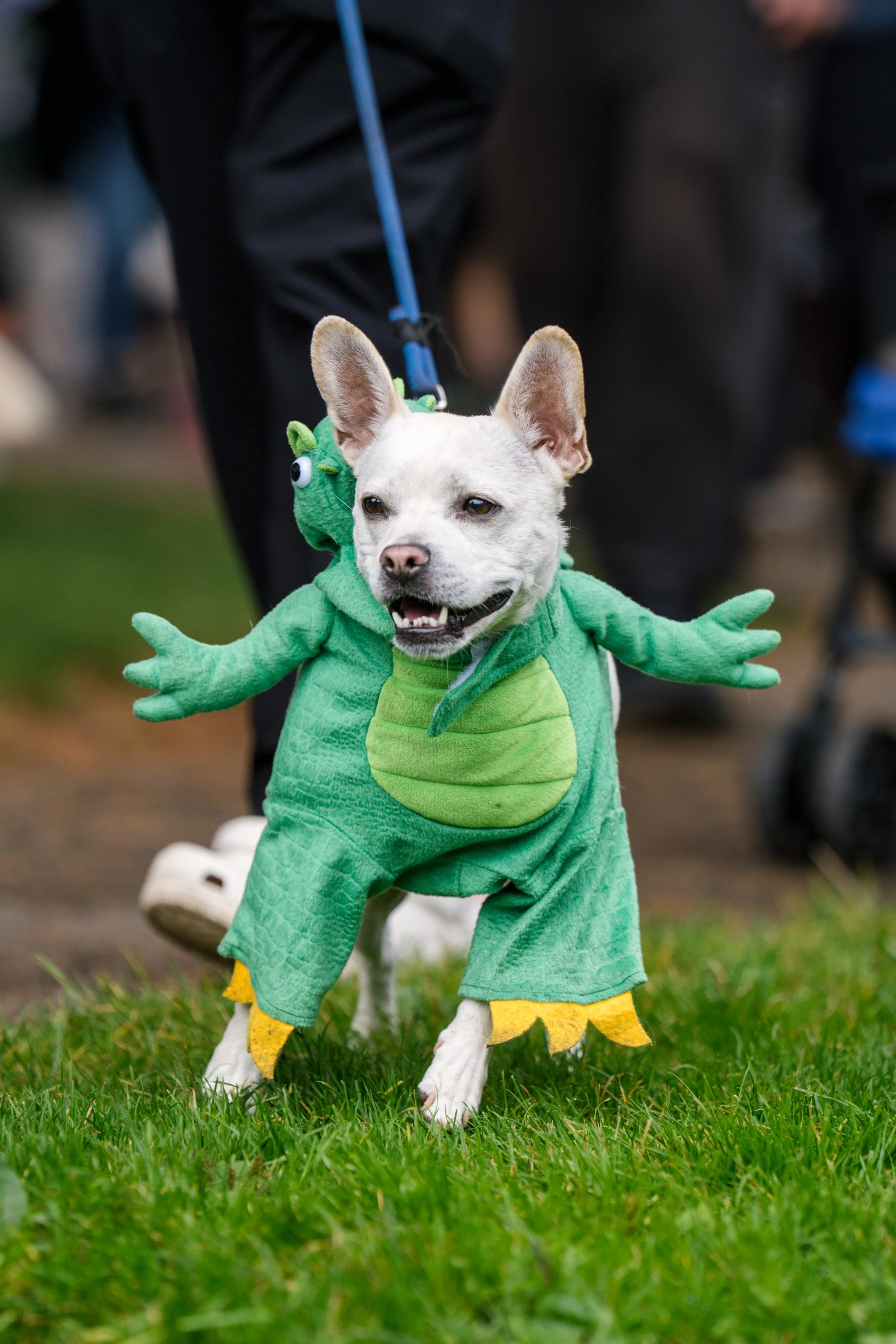 Dog in costume