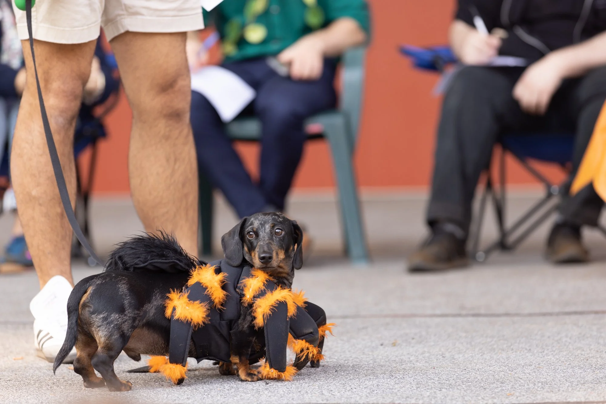 Adorable daschsund at the Halloween Pet Parade