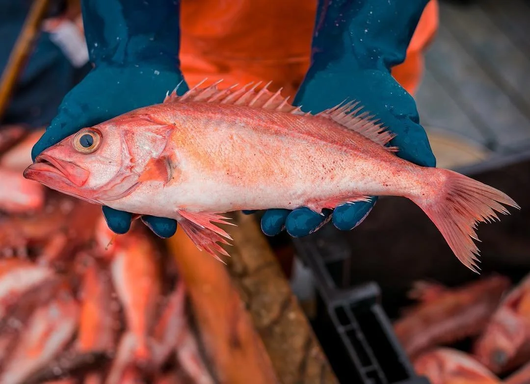 Fresh Fish for sale this weekend on the Miss Moriah! Come down to Pillar Point harbor to pick up fresh sustainably sourced fish directly from the source. #seafood #bayarea #halfmoonbay #rockfish #fresh #local #knowyourfisherman #freshasitgets