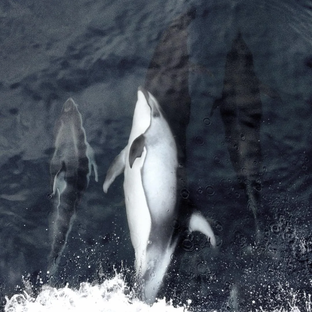 Happy 4th of July from all of us aboard the Miss Moriah! Have a fun filled day and stay safe. #commercialfishing #knowyourfisherman #dolphins #4thofjuly #America