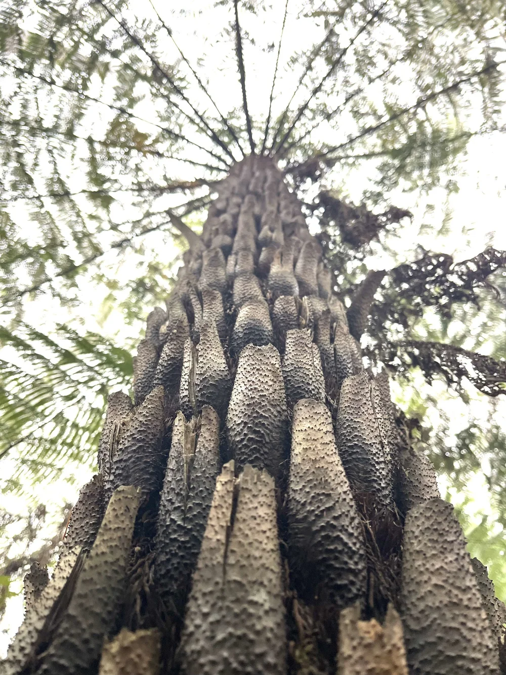 treeferns.com.au | Browse Our Tree Ferns