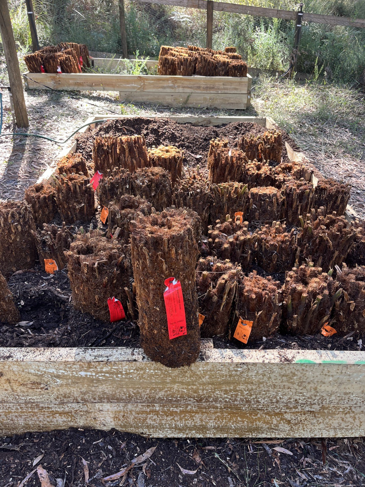 1ft tree ferns.jpg