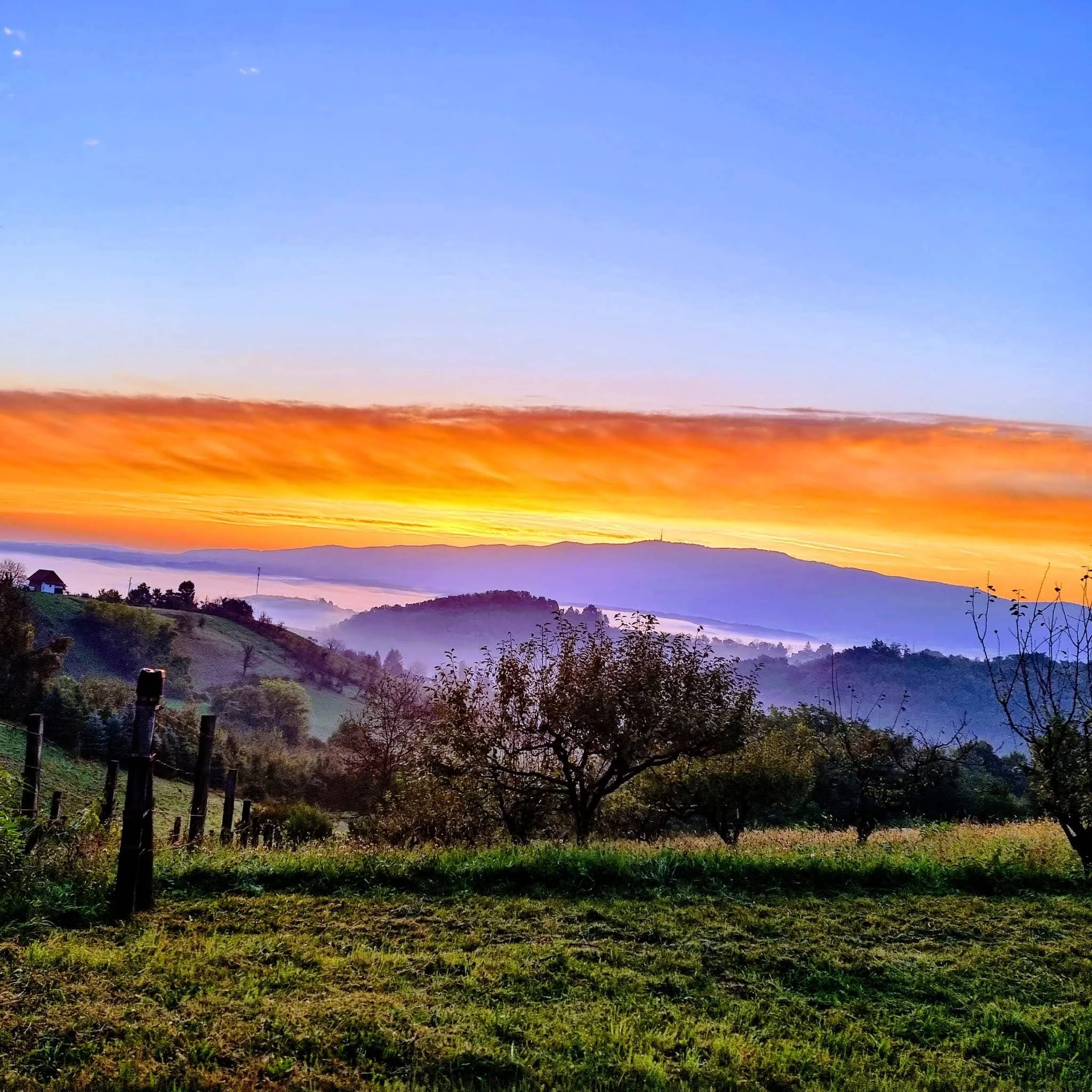 SUN, dream, hills, fog, book, trees, vinyard