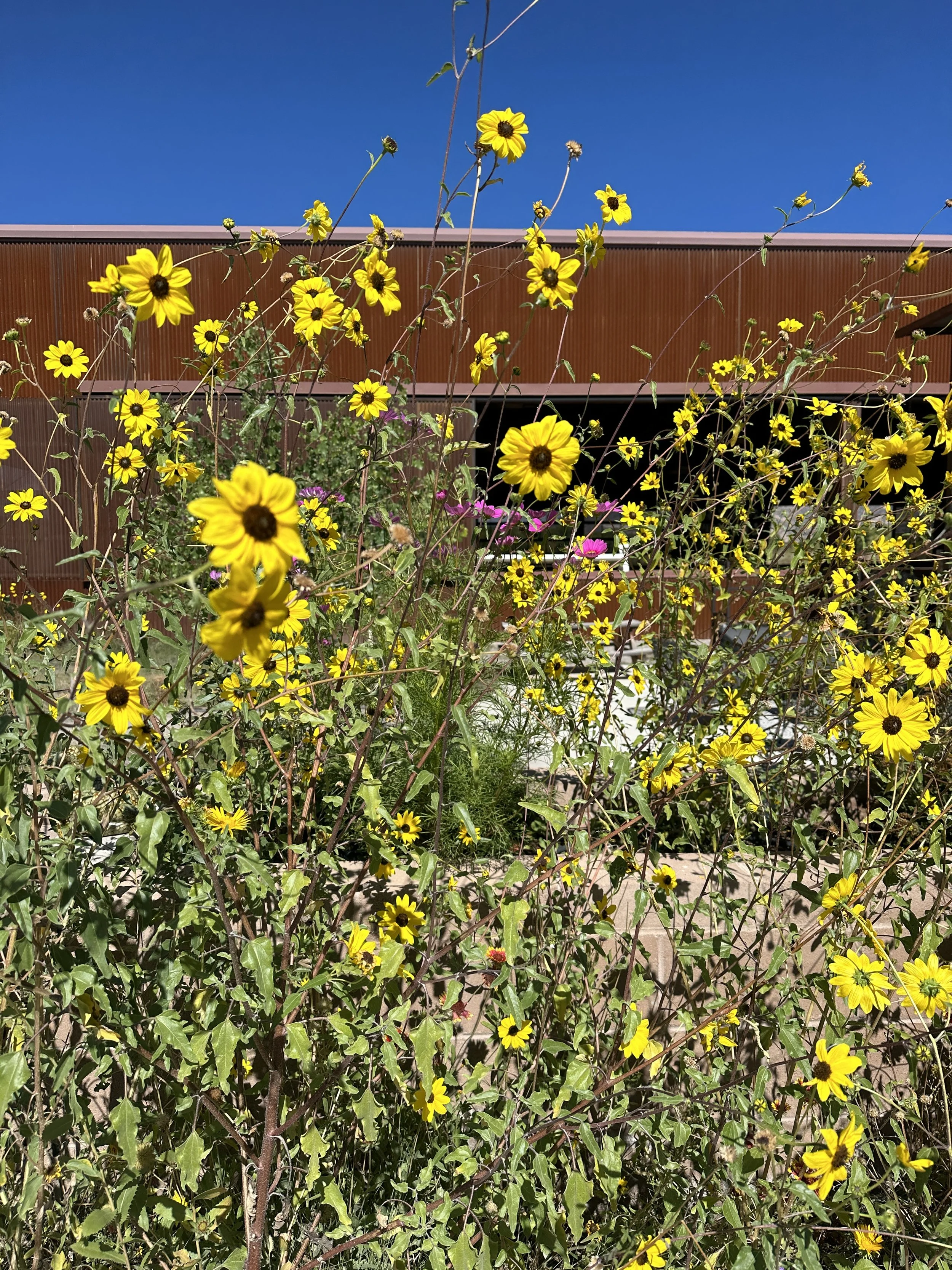 IMG_3526.jpeg