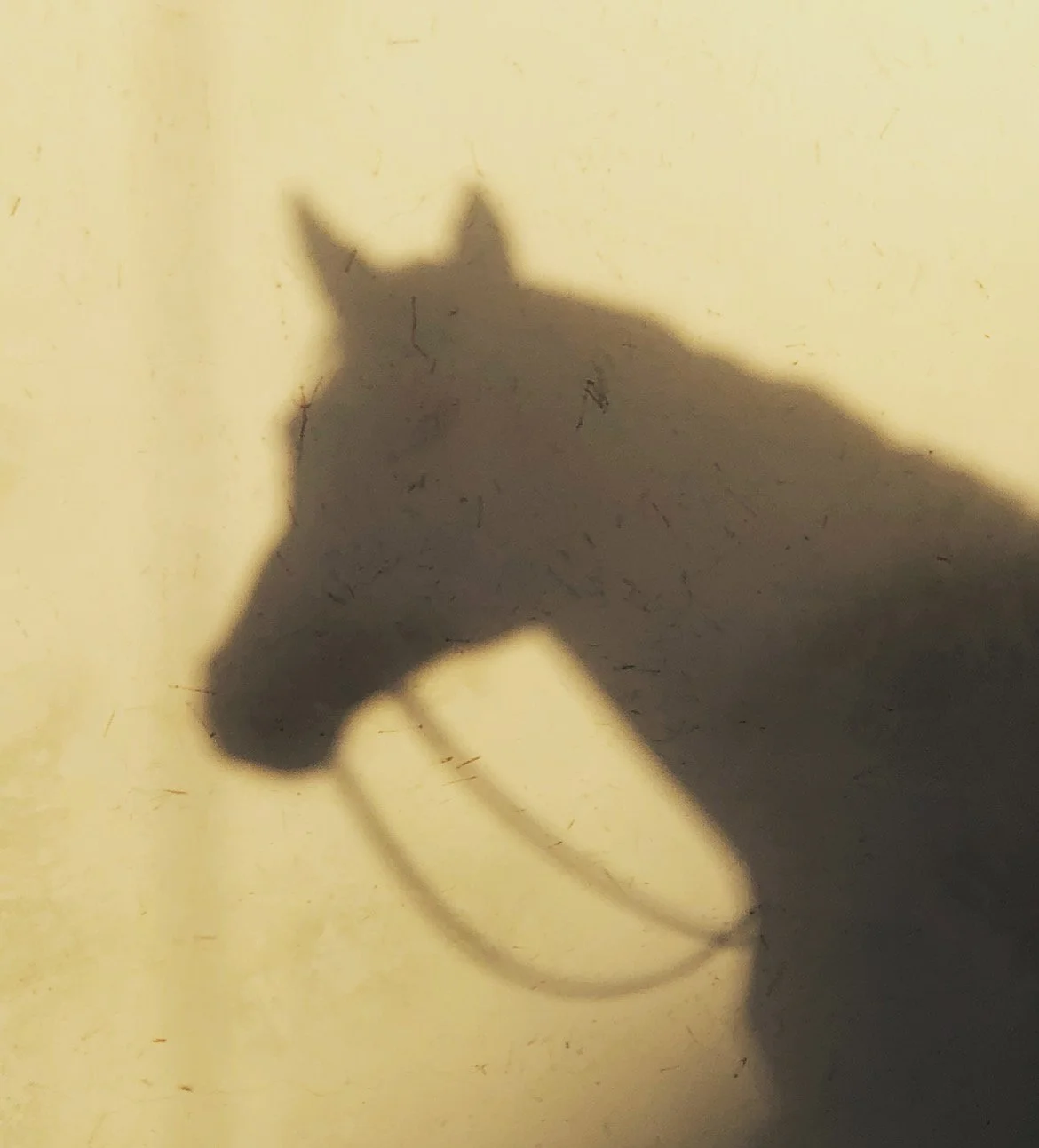 Chama_shadow_01.JPG