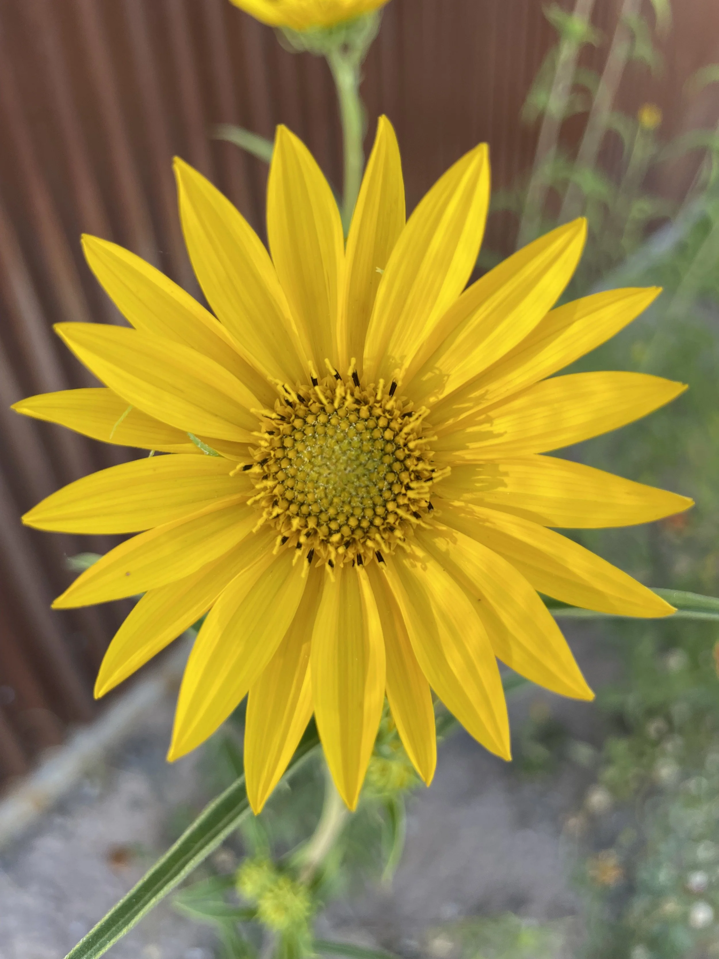 RHR_landscape_sunflower.jpeg