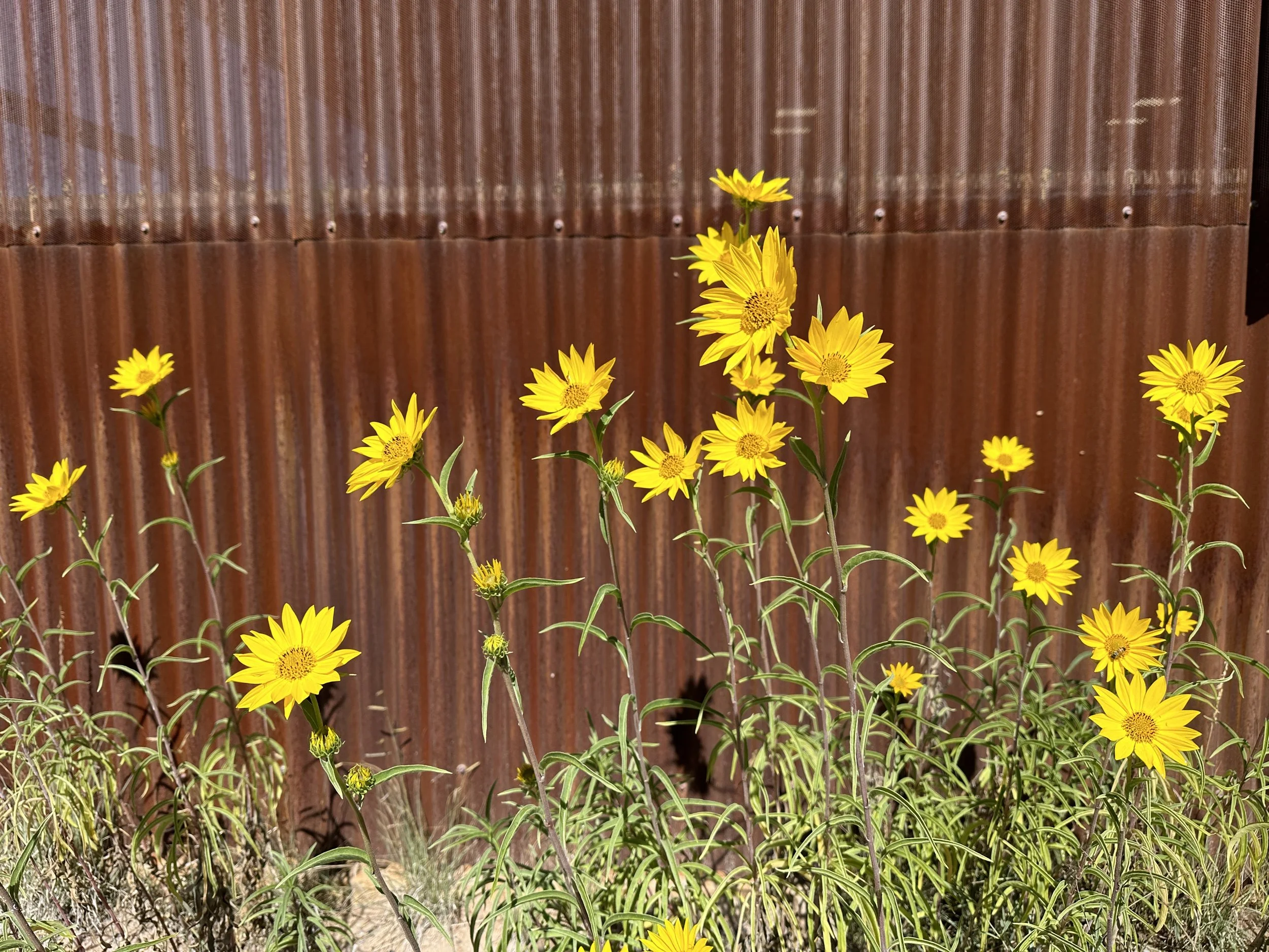 IMG_3524.jpeg