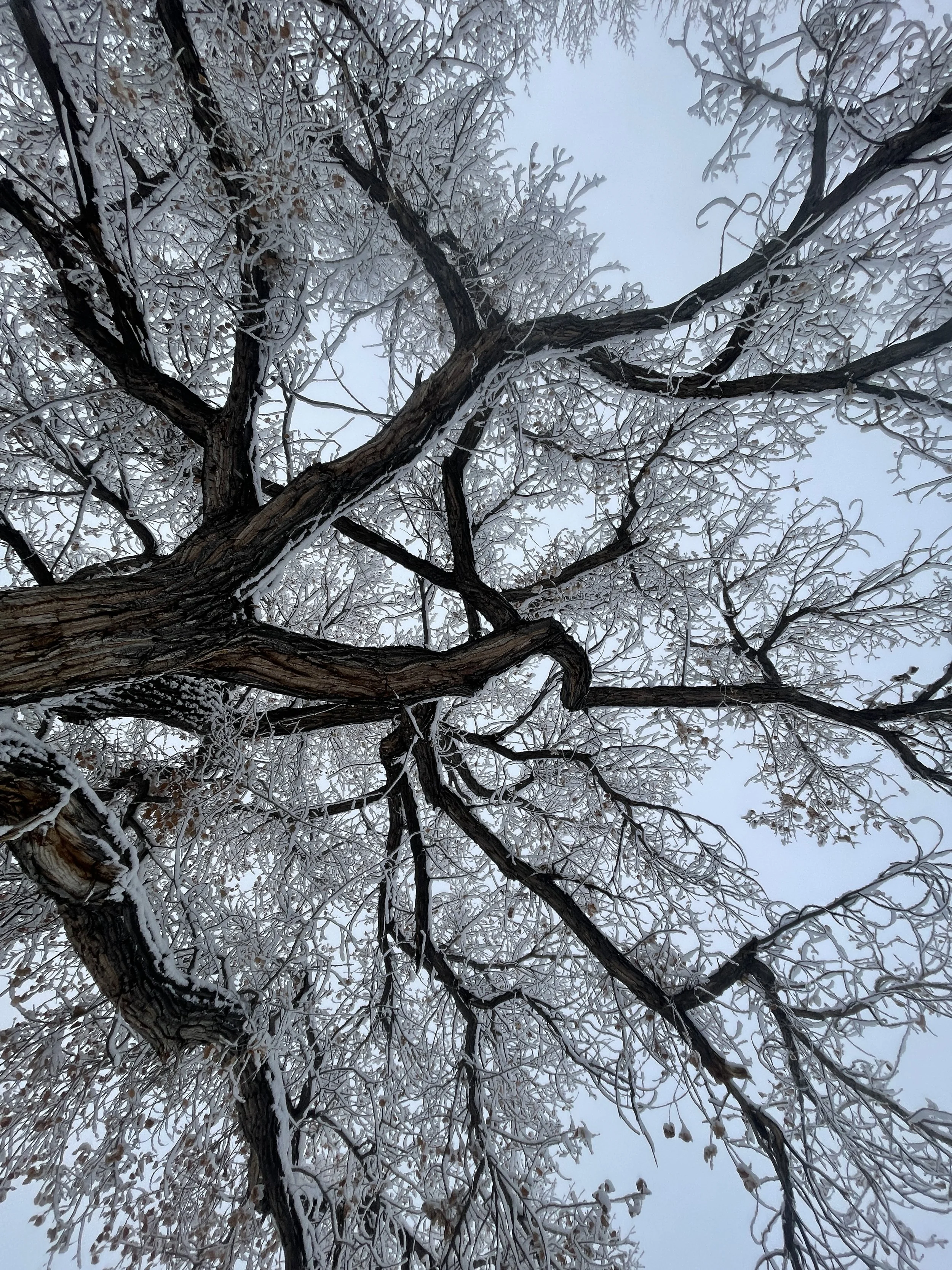 IMG_8597.jpeg