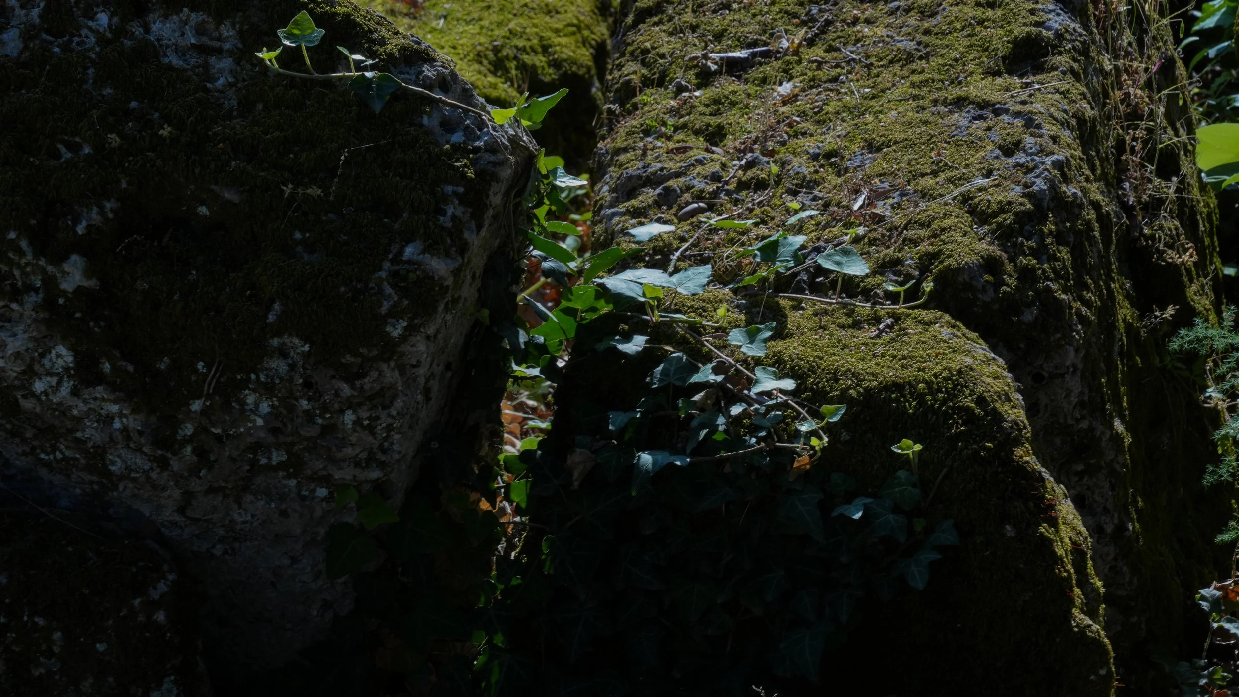DSC03602-2.jpg