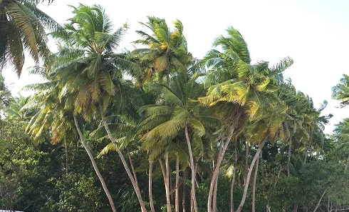 palm trees.jpg