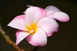 plumeria.jpg