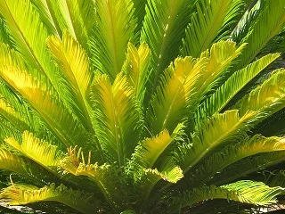 palm bush.jpg