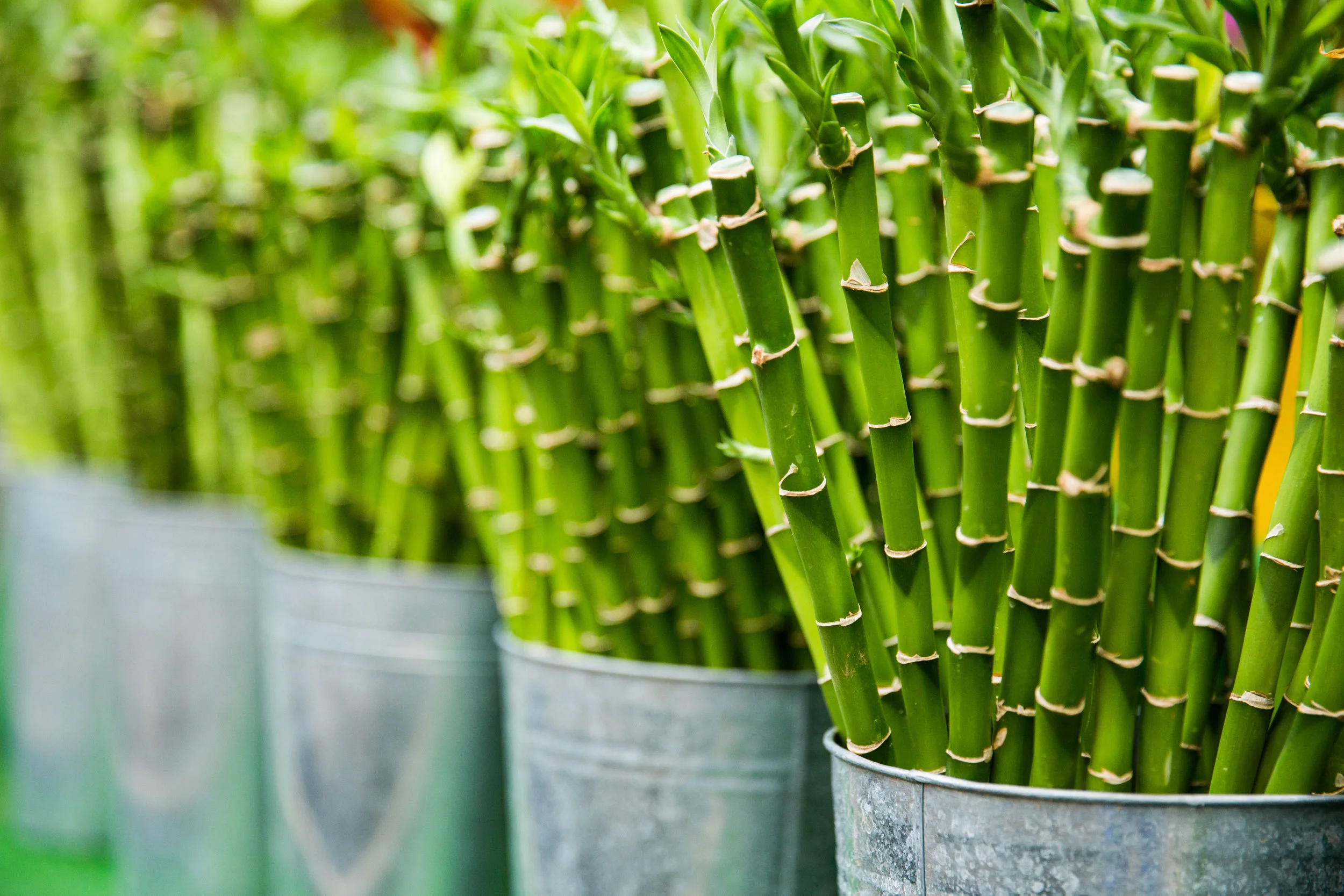 bamboo.jpg