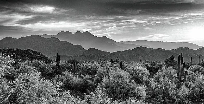 Black and white landscape of a desert with cacti and bushes, with mountains in the background and cloudy sky above.