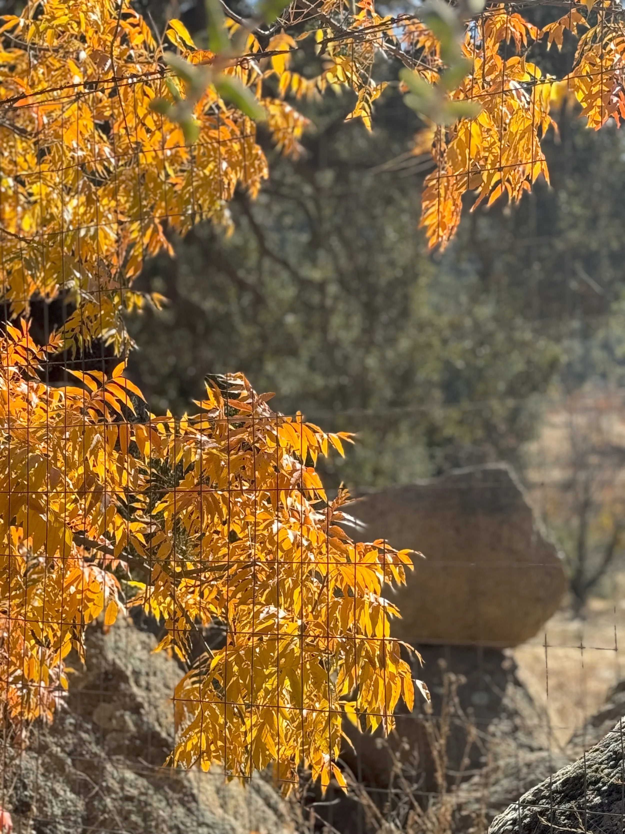 Real Estate Agents Selling Requirements