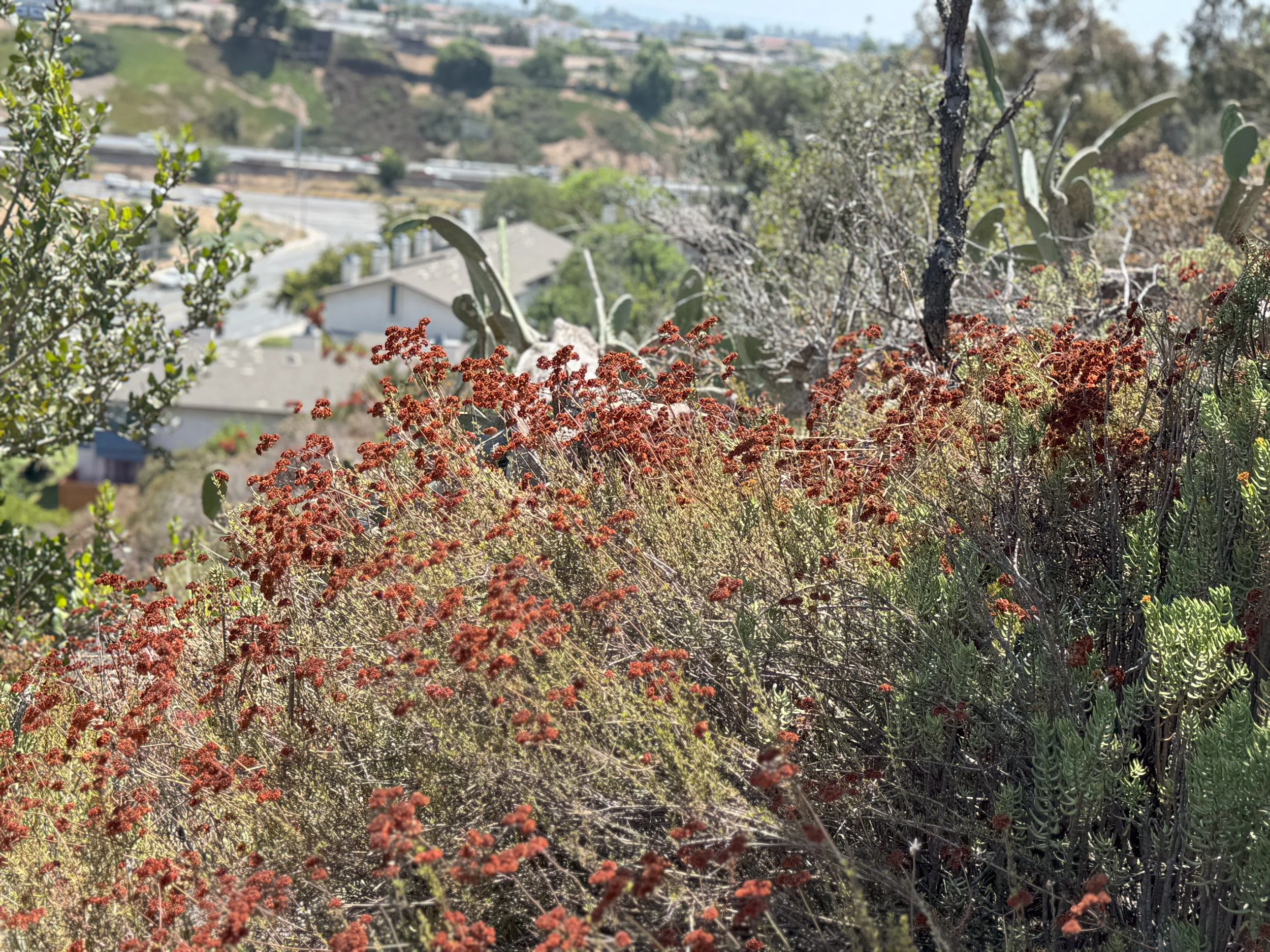 California Native Plants For Home Hardening