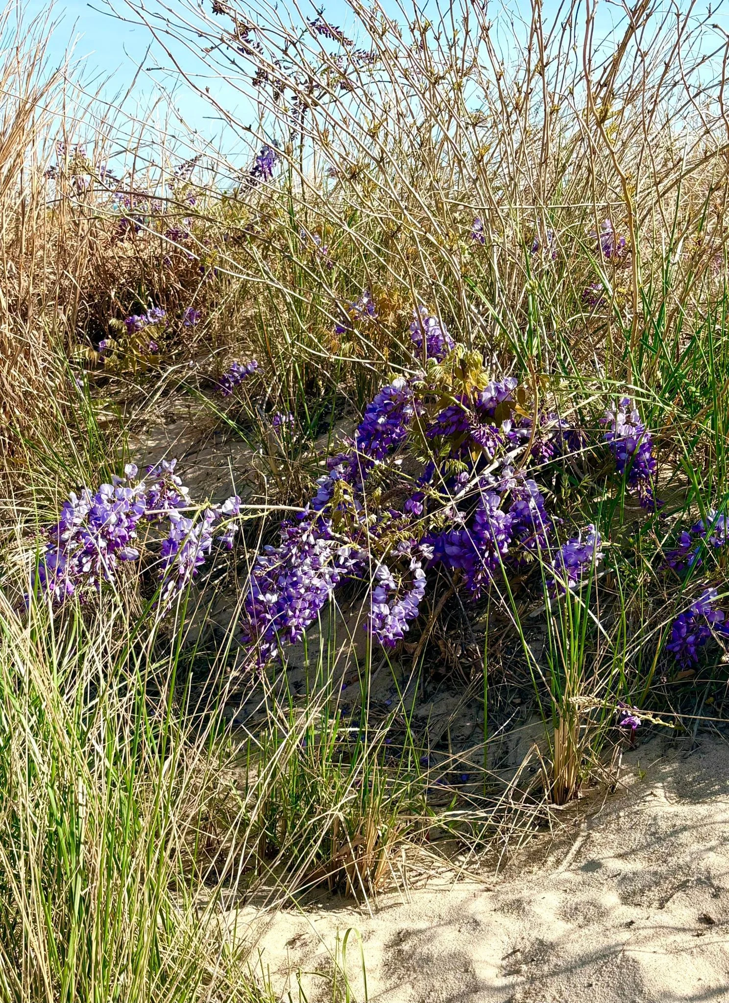 On Day 6 after chemo, I start to emerge from the confines of the condo and days on the couch.  I feel well enough to run one small errand.  Or in today&rsquo;s case, with a sunny, almost 80 degree day calling, I took a slow stroll to the beach.

Toda