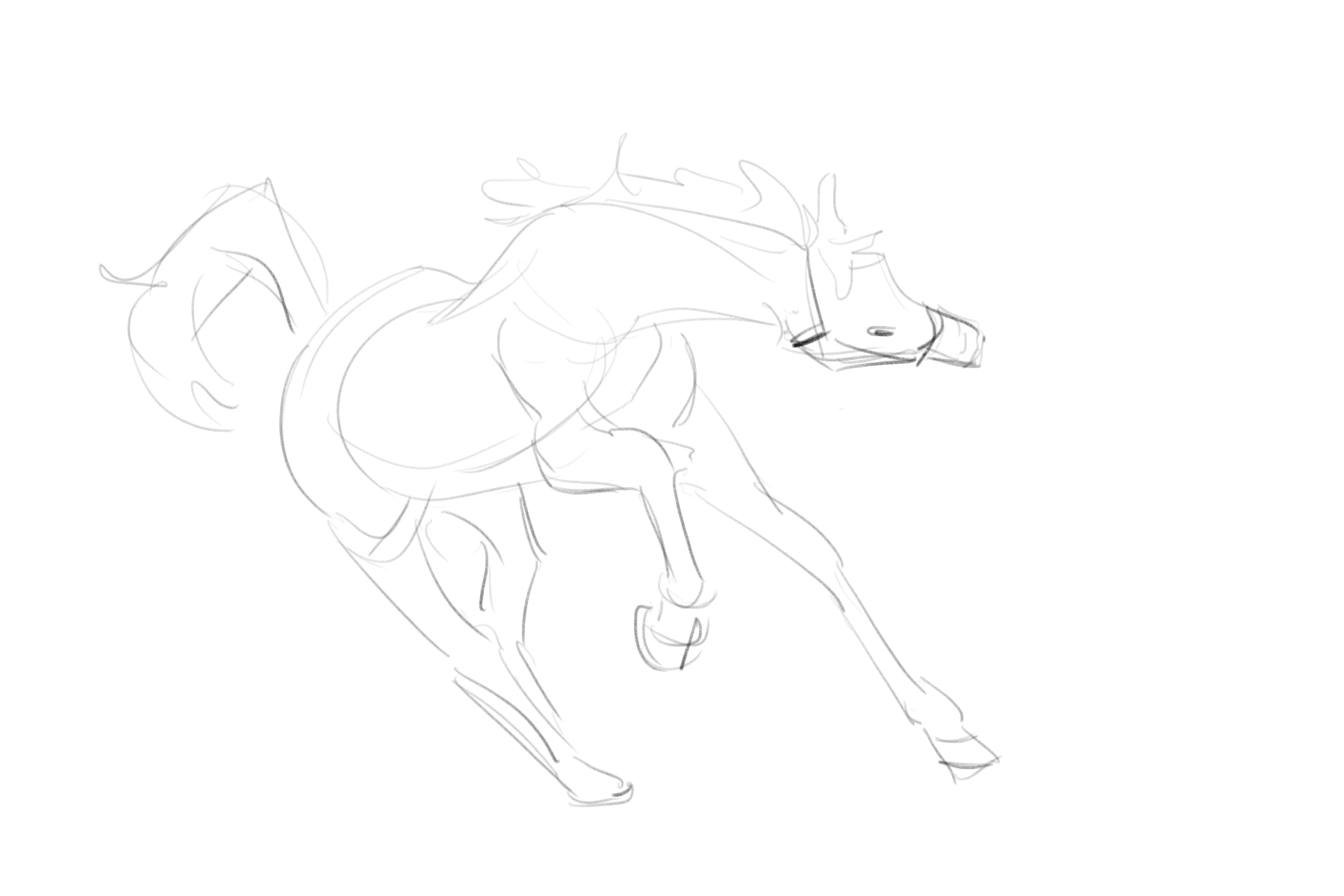 Timed Horse Sketches