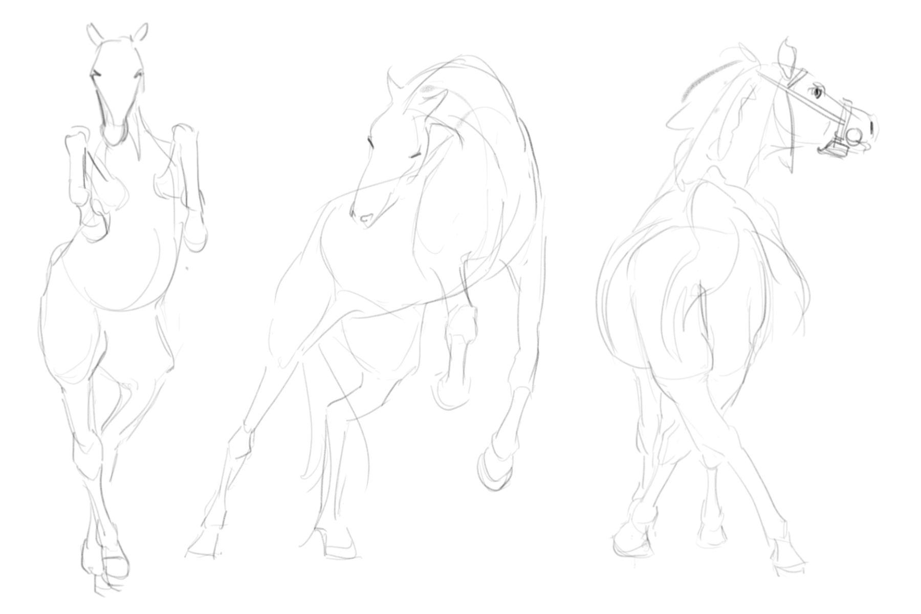 Timed Horse Sketches