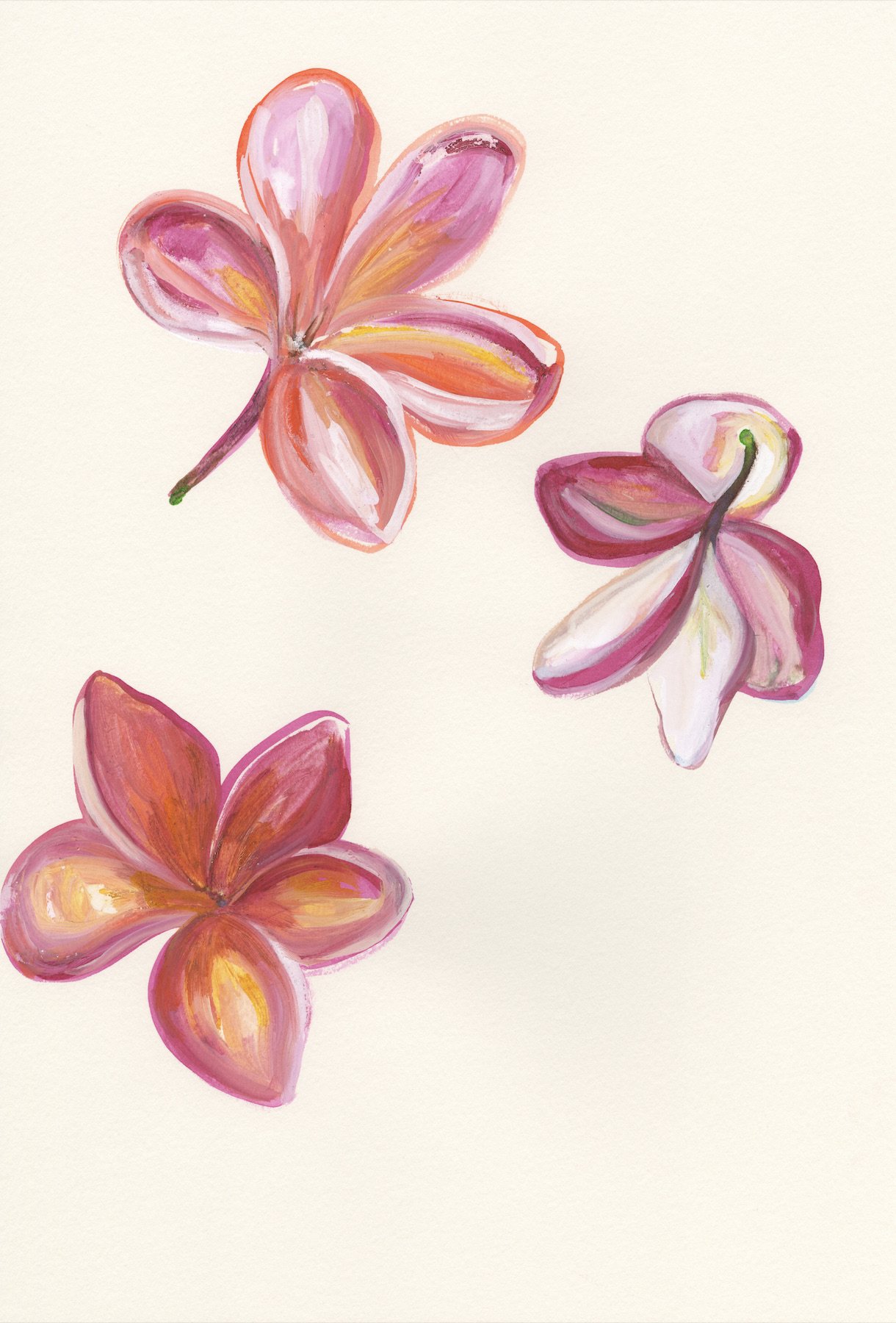 Pink Plumeria 7