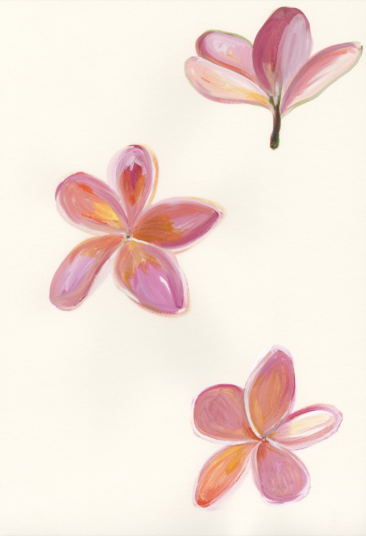 Pink Plumeria 15