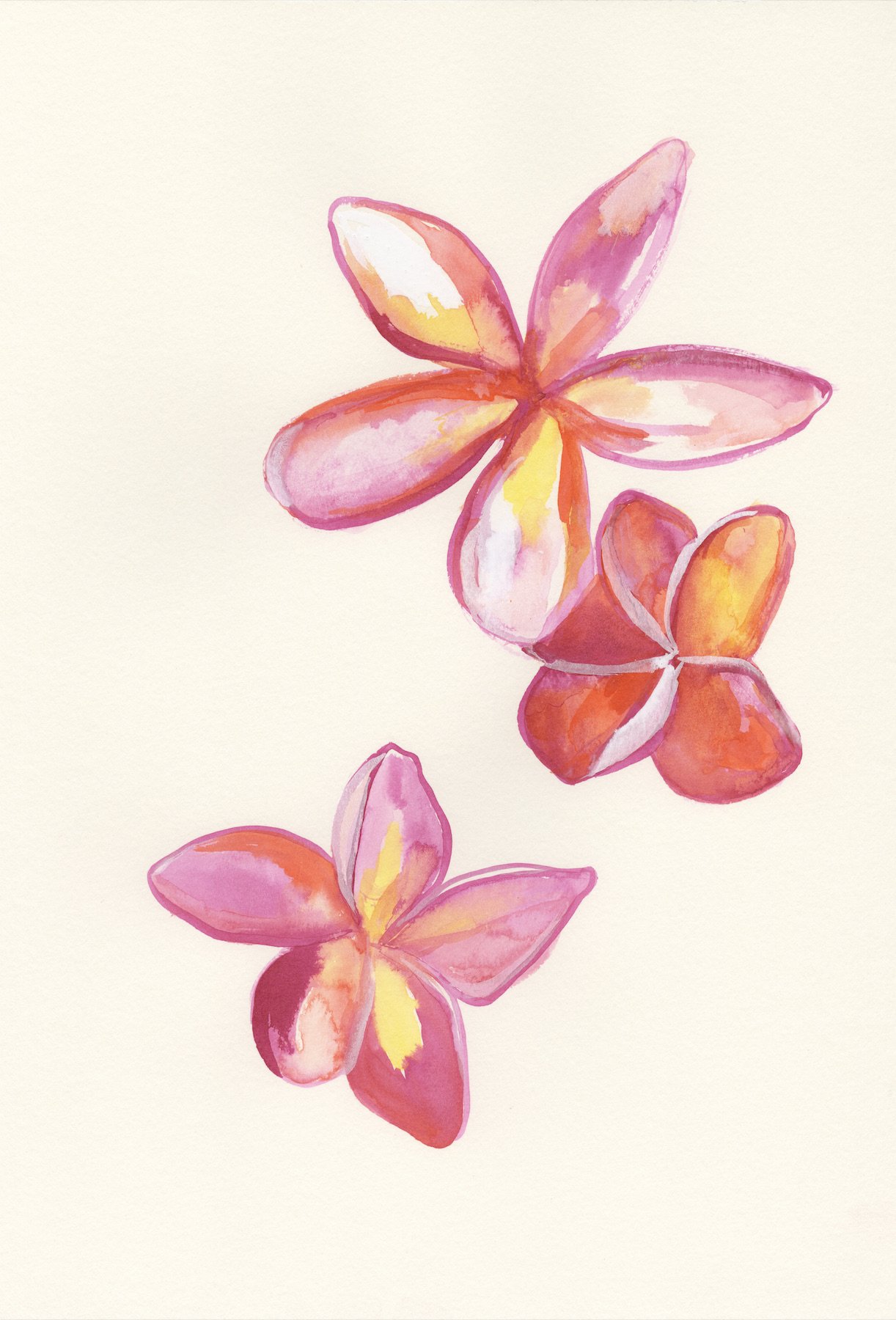 Pink Plumeria 5