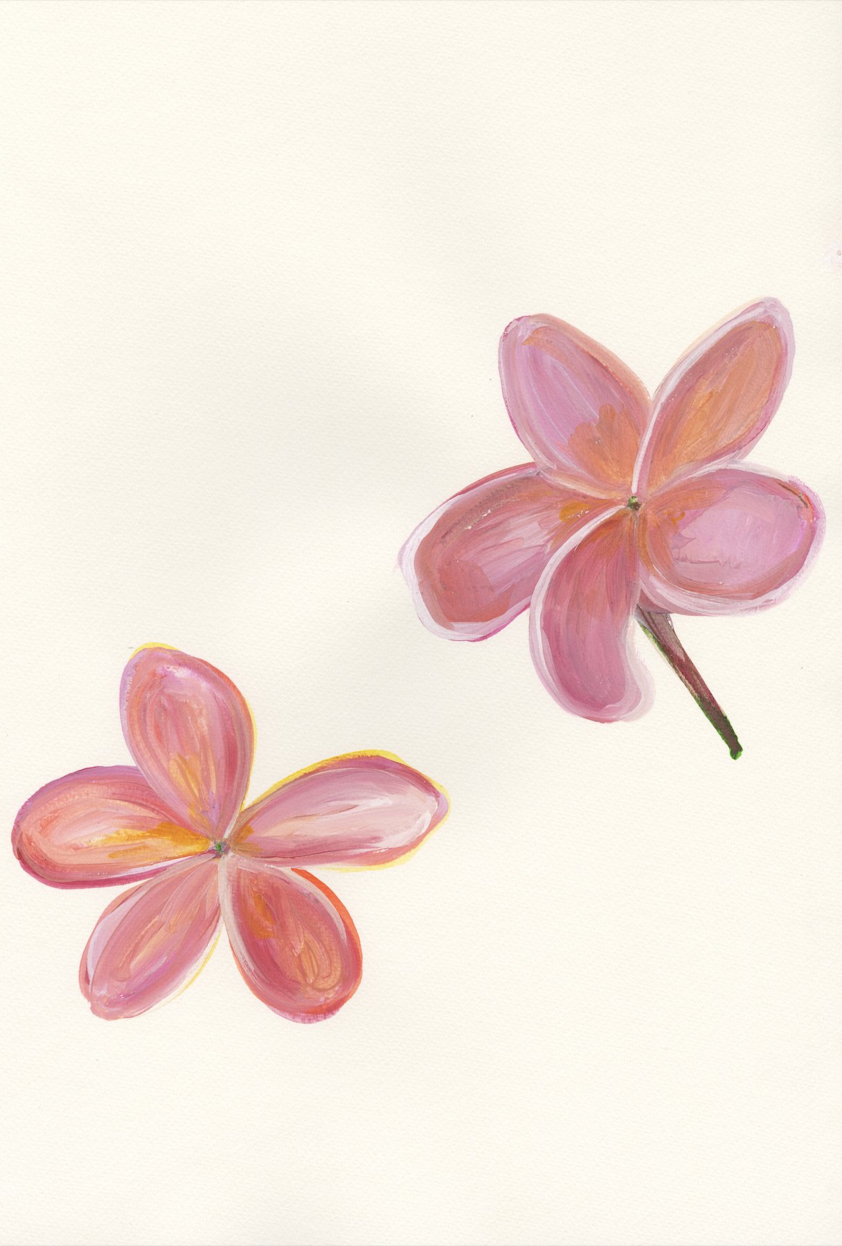Pink Plumeria 14