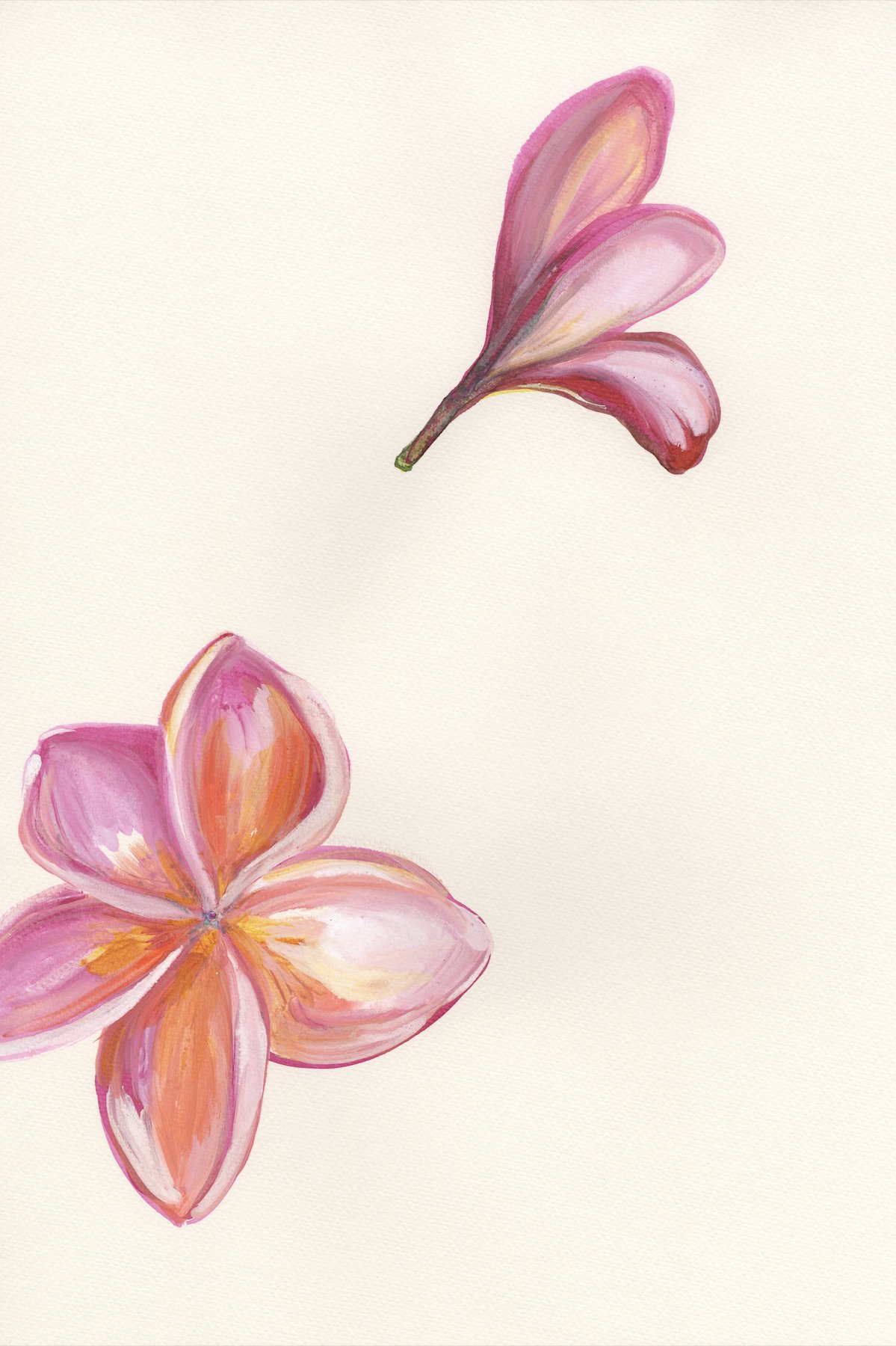 Pink Plumeria 10