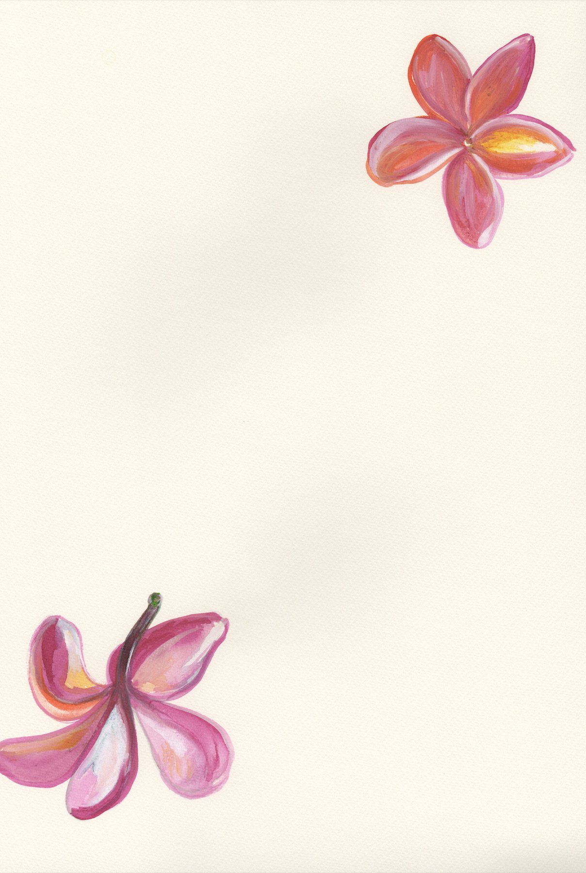 Pink Plumeria 6