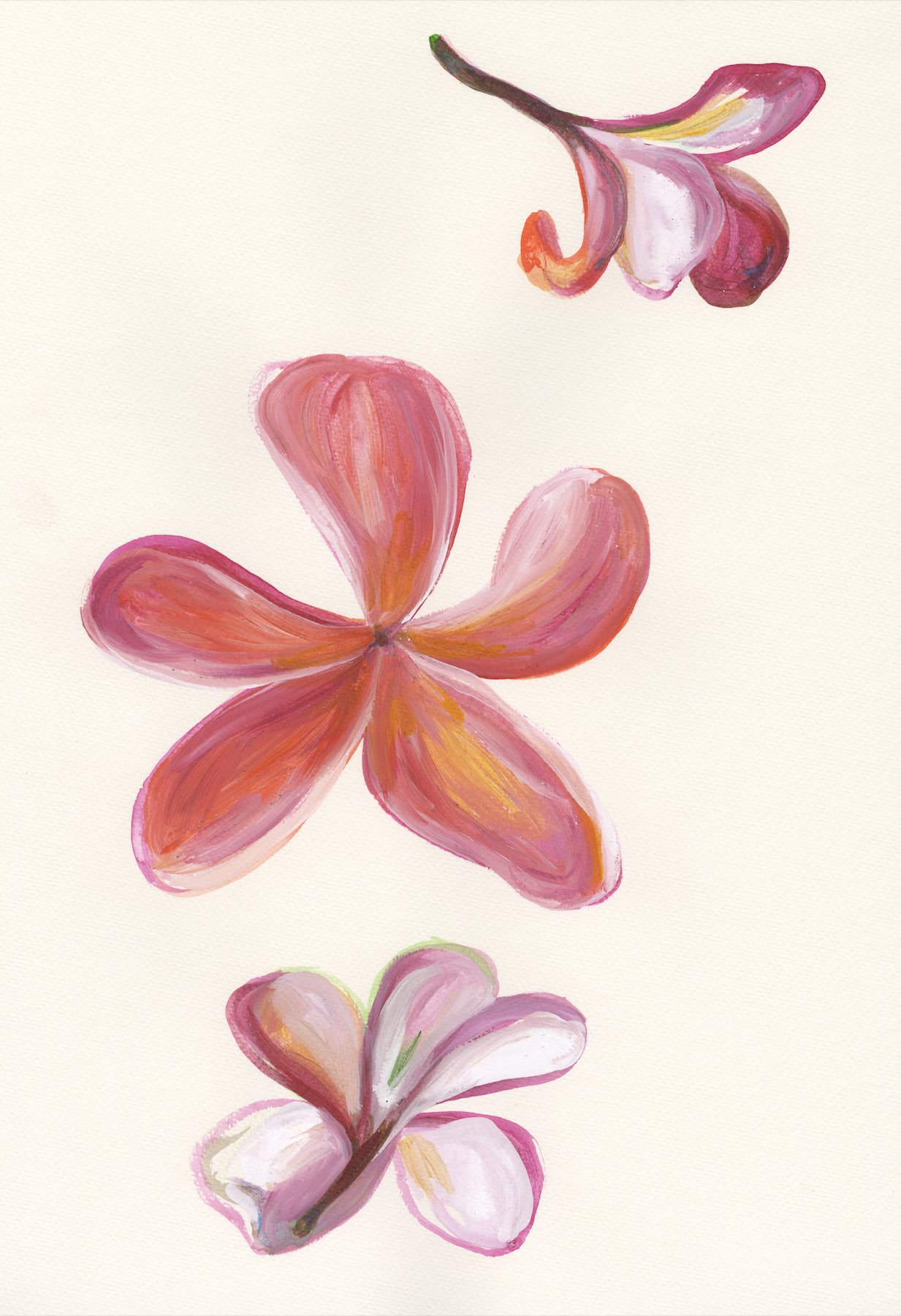 Pink Plumeria 12