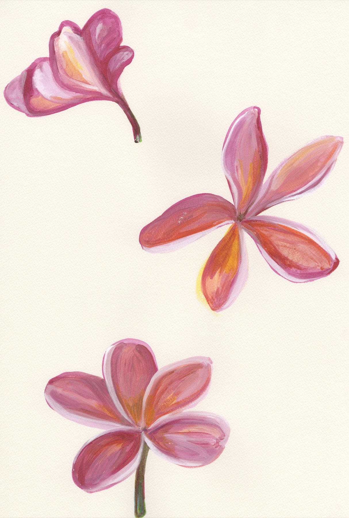 Pink Plumeria 8