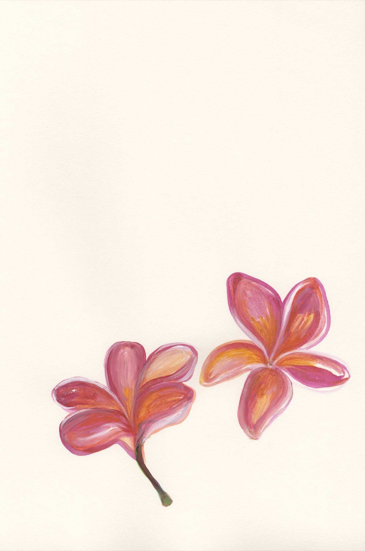 Pink Plumeria 3