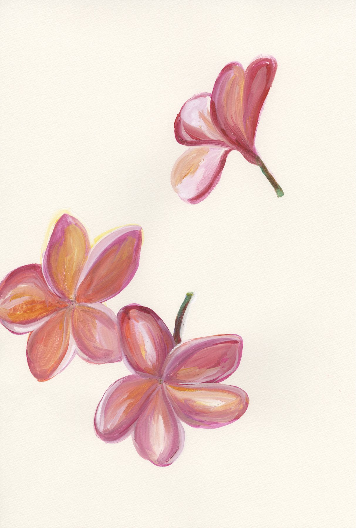 Pink Plumeria 9