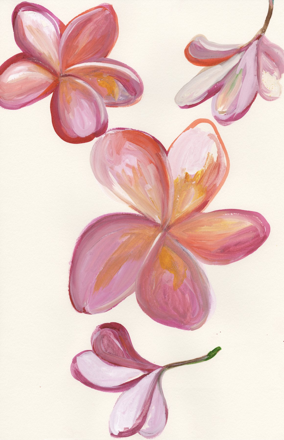 Pink Plumeria 13