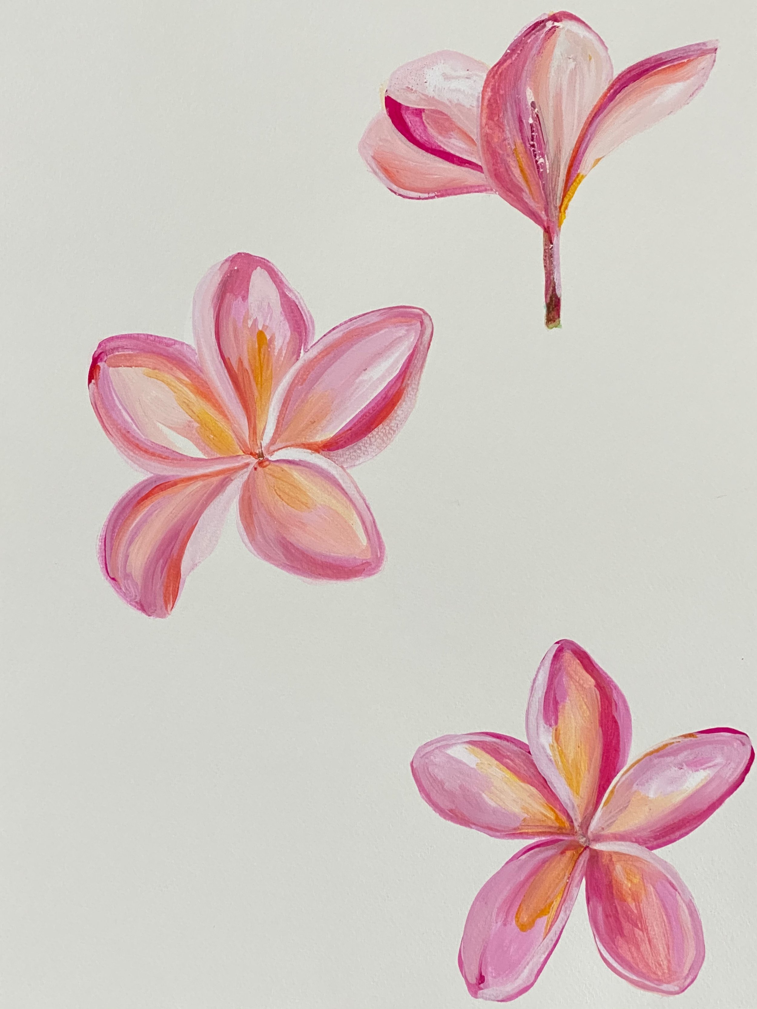 Pink Plumeria 1