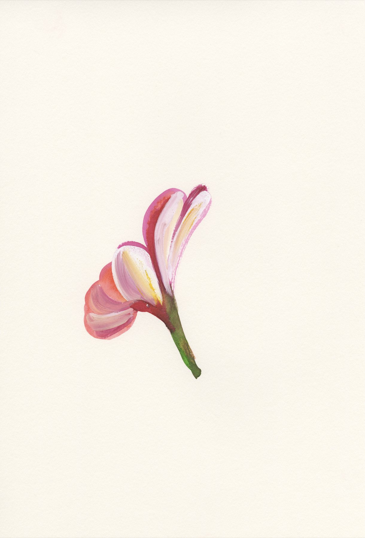 Pink Plumeria 2