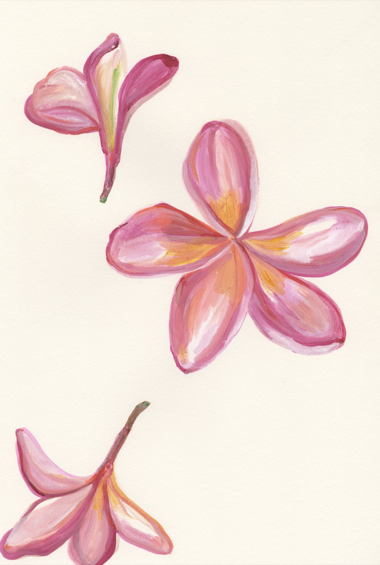 Pink Plumeria 4