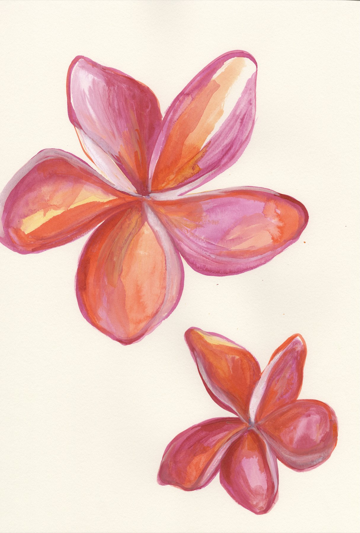 Pink Plumeria 11