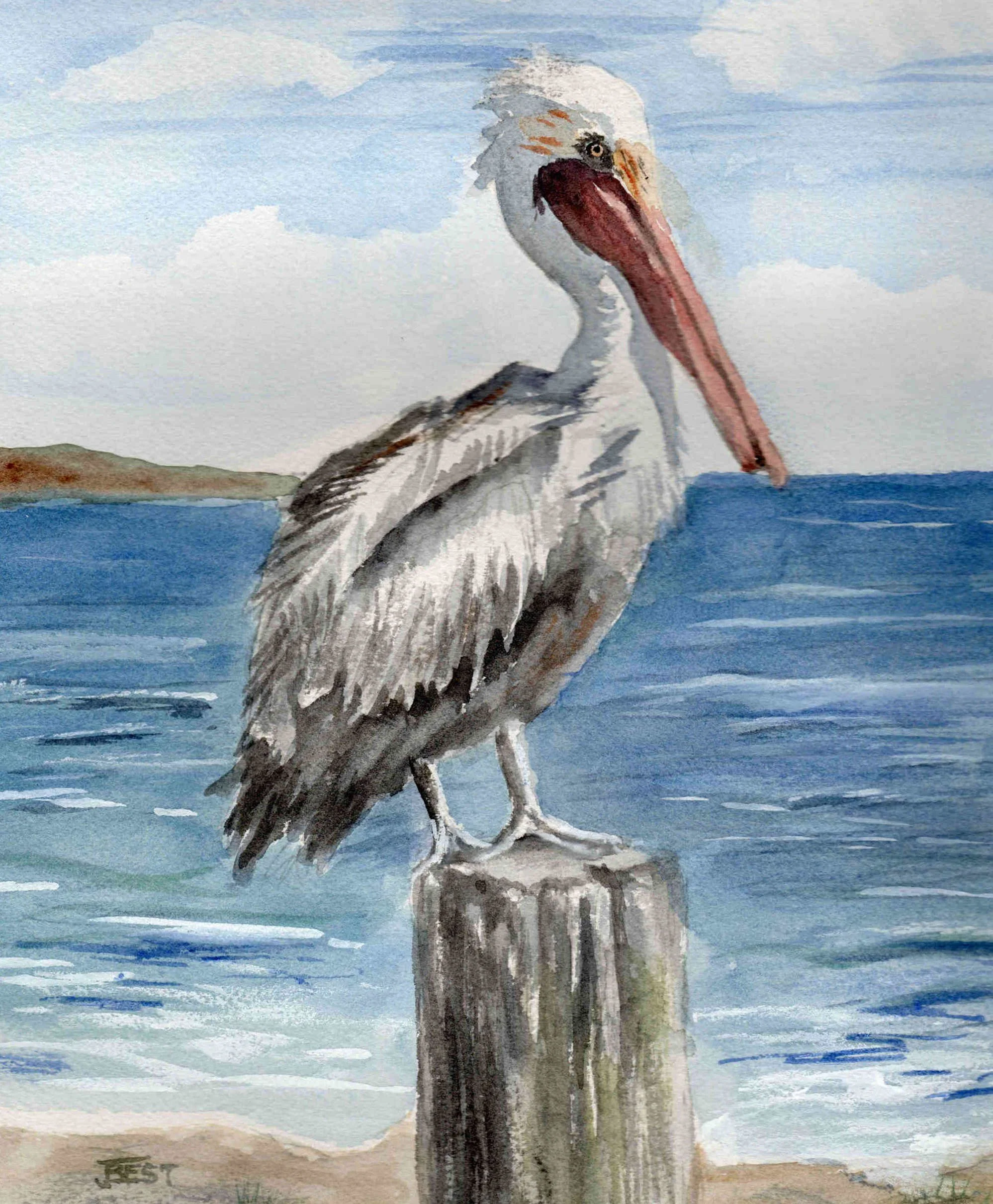 Pelican Watch