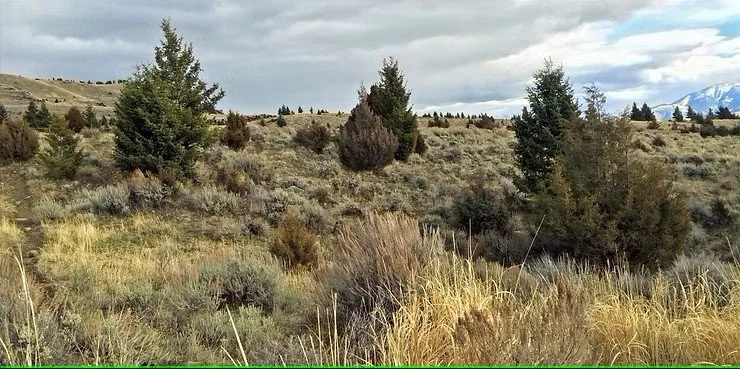 Conifer Encroachment