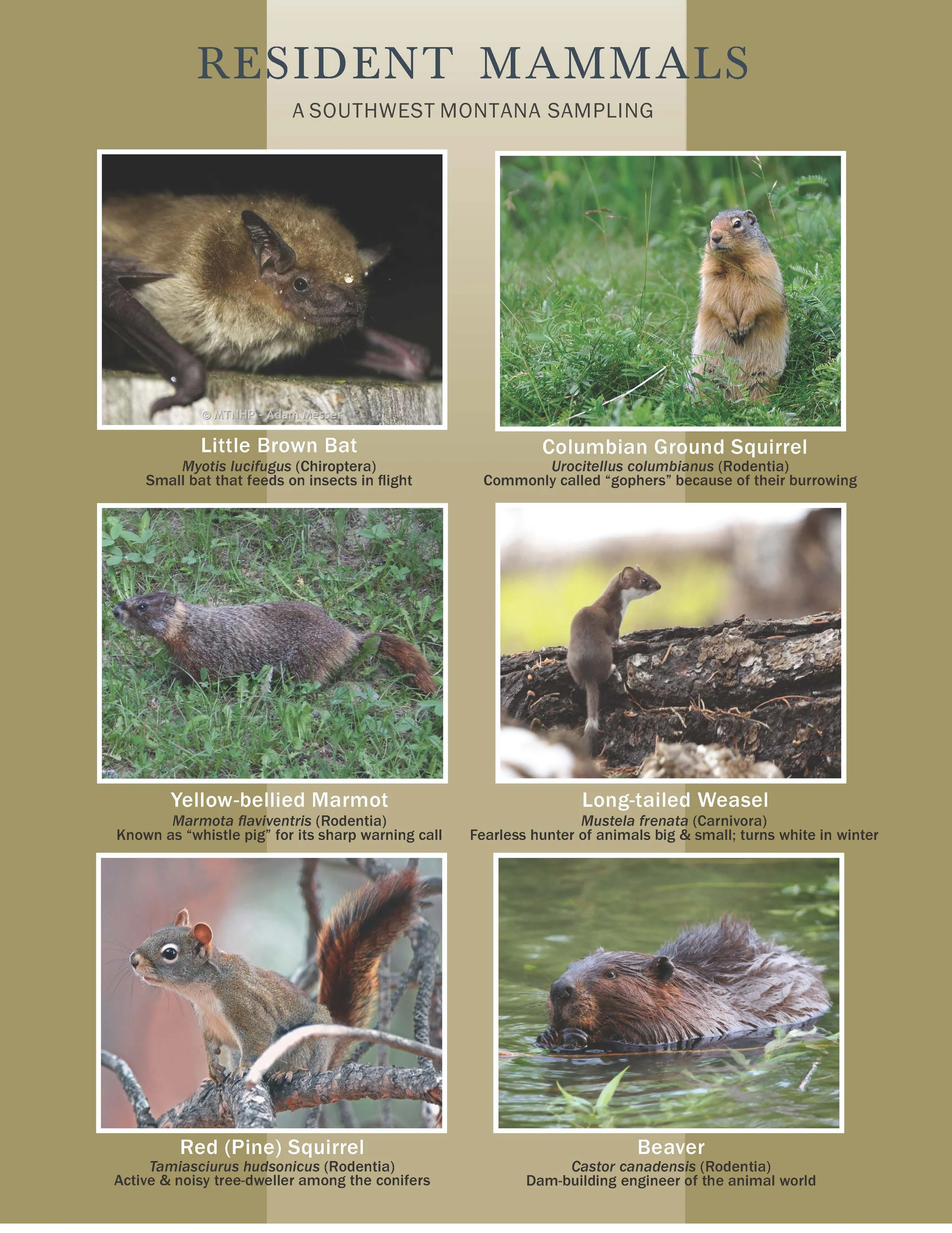 Wildlife & Plant ID Cards