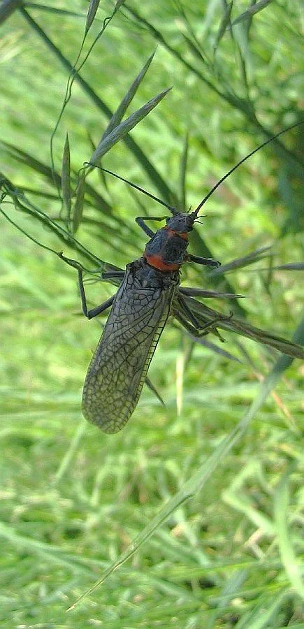 salmonfly-dk.JPG