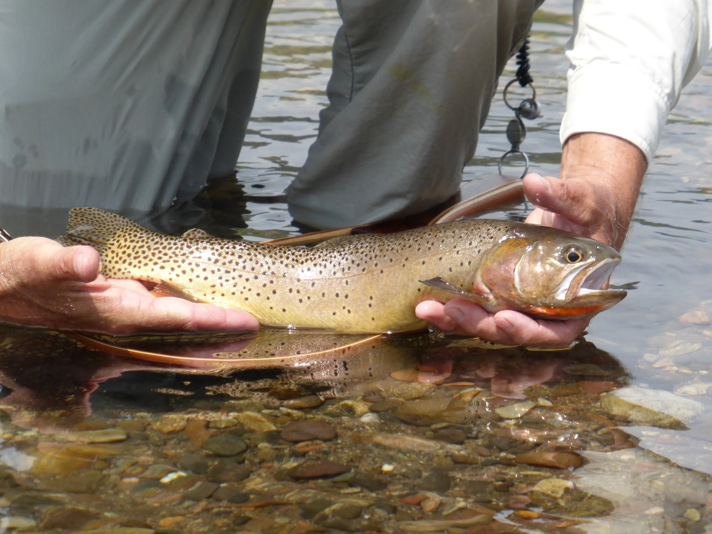 Whitney STR Cutthroat.jpg