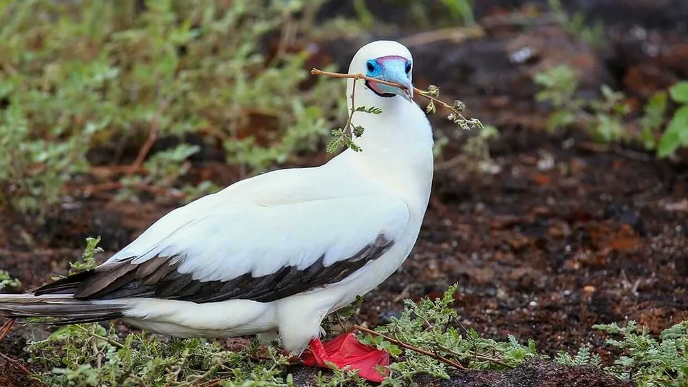 Red-footed Booby